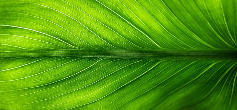 Eco-Friendly Eating